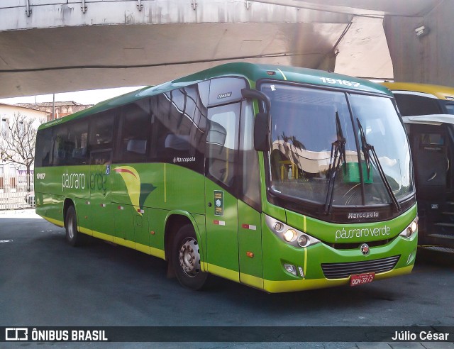 Pássaro Verde 19167 na cidade de Belo Horizonte, Minas Gerais, Brasil, por Júlio César. ID da foto: 8257907.