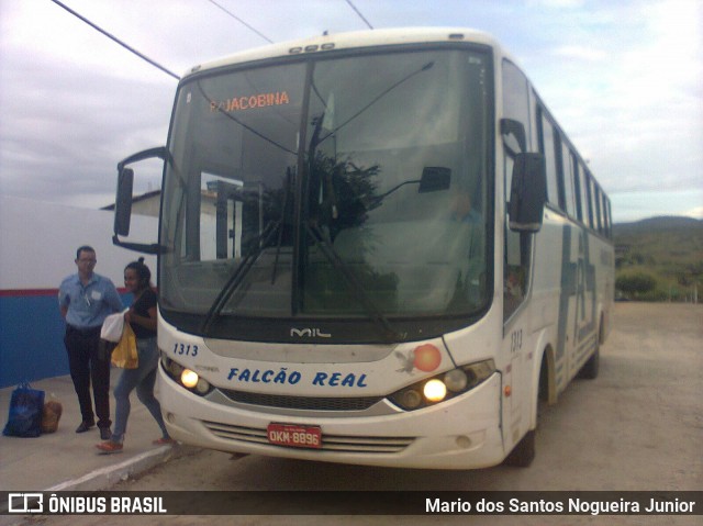 Falcão Real 1313 na cidade de Piritiba, Bahia, Brasil, por Mario dos Santos Nogueira Junior. ID da foto: 8256081.