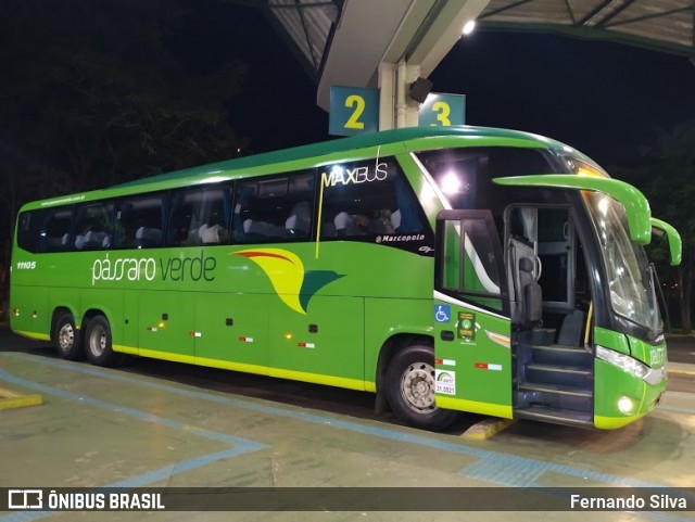 Pássaro Verde 11105 na cidade de Franca, São Paulo, Brasil, por Fernando Silva. ID da foto: 8402624.