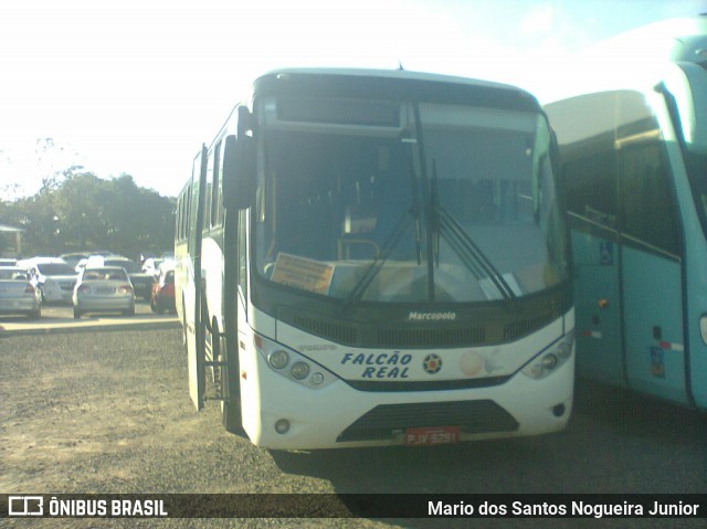 Falcão Real 1275 na cidade de Camaçari, Bahia, Brasil, por Mario dos Santos Nogueira Junior. Número da foto: #8488640.