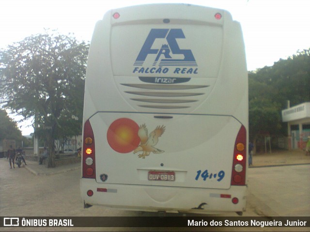 Falcão Real 1409 na cidade de Piritiba, Bahia, Brasil, por Mario dos Santos Nogueira Junior. Número da foto: #7498042.
