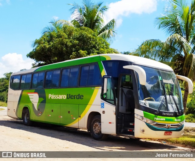 Pássaro Verde 11081 na cidade de Rio Casca, Minas Gerais, Brasil, por Jessé Fernandes. ID da foto: 7615196.