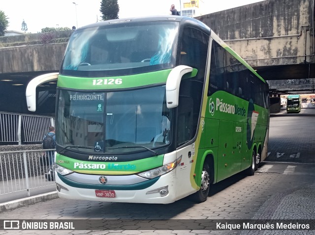 Pássaro Verde 12126 na cidade de Belo Horizonte, Minas Gerais, Brasil, por Kaique Marquês Medeiros . Número da foto: #7619453.