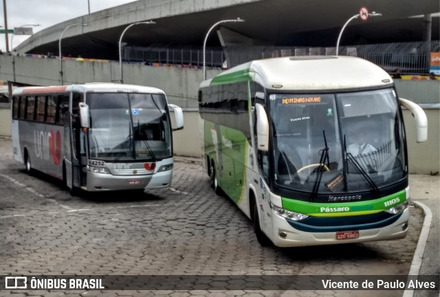 Pássaro Verde 11105 na cidade de Belo Horizonte, Minas Gerais, Brasil, por Vicente de Paulo Alves. ID da foto: 7721944.