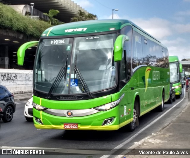 Pássaro Verde 19161 na cidade de Belo Horizonte, Minas Gerais, Brasil, por Vicente de Paulo Alves. Número da foto: #7730938.