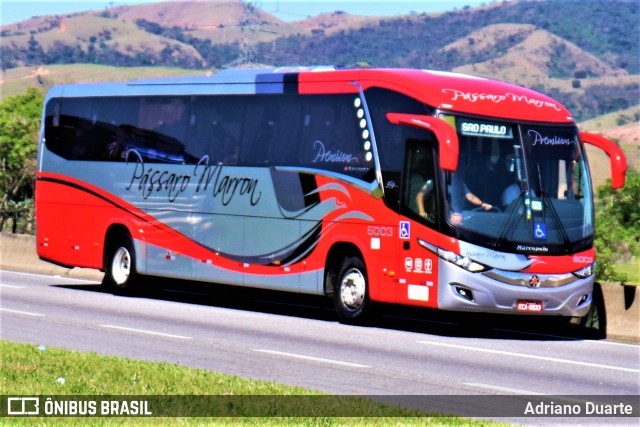 Empresa de Ônibus Pássaro Marron 6003 na cidade de Roseira, São Paulo, Brasil, por Adriano Duarte. Número da foto: #7738611.