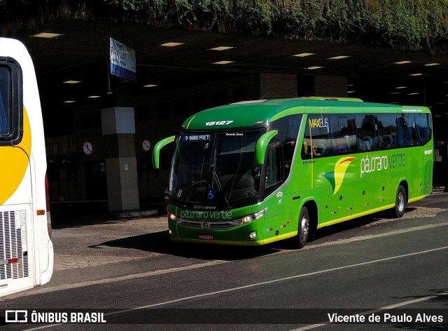 Pássaro Verde 15127 na cidade de Belo Horizonte, Minas Gerais, Brasil, por Vicente de Paulo Alves. Número da foto: #7770404.