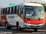 Rouxinol 1633 na cidade de Belo Horizonte, Minas Gerais, Brasil, por Adão Raimundo Marcelino. Número da foto: #8016115.