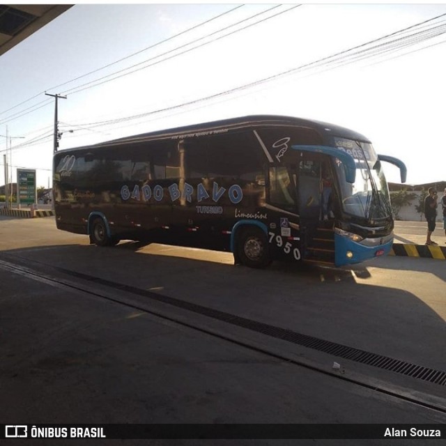 Gado Bravo Turismo 7950 na cidade de Campina Grande, Paraíba, Brasil, por Alan Souza. Número da foto: #8060258.