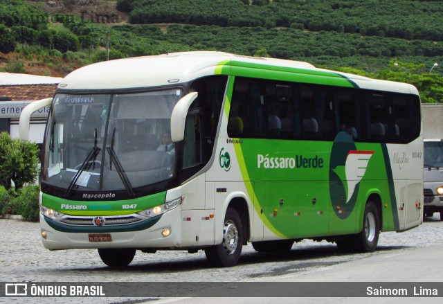 Pássaro Verde 1047 na cidade de Manhuaçu, Minas Gerais, Brasil, por Saimom  Lima. ID da foto: 7983574.