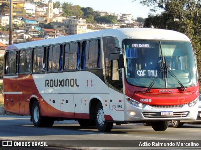 Rouxinol 1666 na cidade de Belo Horizonte, Minas Gerais, Brasil, por Adão Raimundo Marcelino. Número da foto: #8078347.