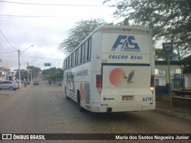 Falcão Real 6210 na cidade de Piritiba, Bahia, Brasil, por Mario dos Santos Nogueira Junior. Número da foto: #8231231.